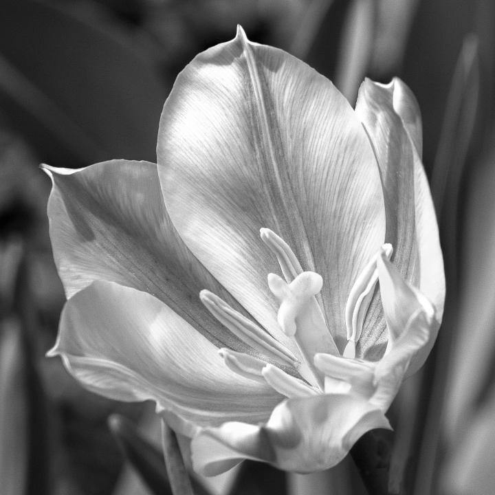 Tulip in Black and White | Shutterbug